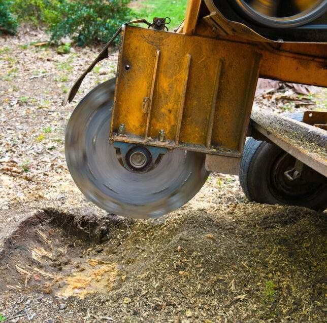 Stump grinder wheel grinding down a tree stump in a Mansfield, MA yard