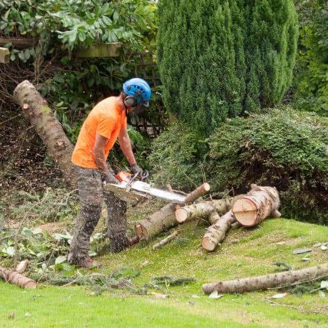 Tree Removal