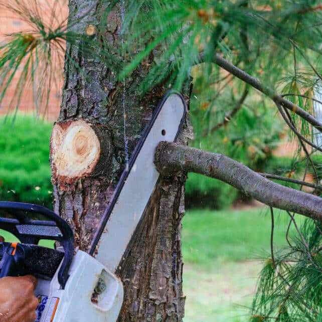 Tree Trimming