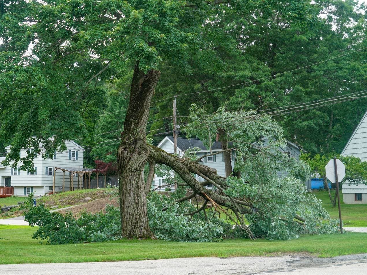 Storm-damaged tree leaning toward power lines and homes after a storm