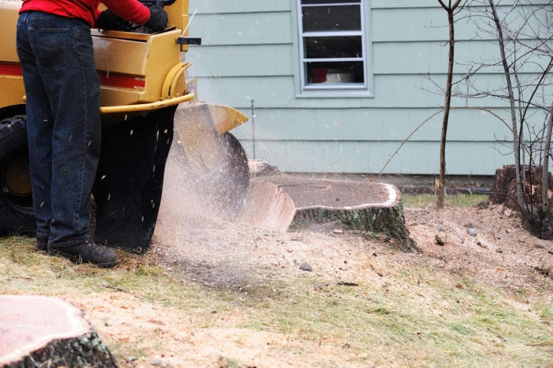 Machine grinding a tree stump in Mansfield, MA