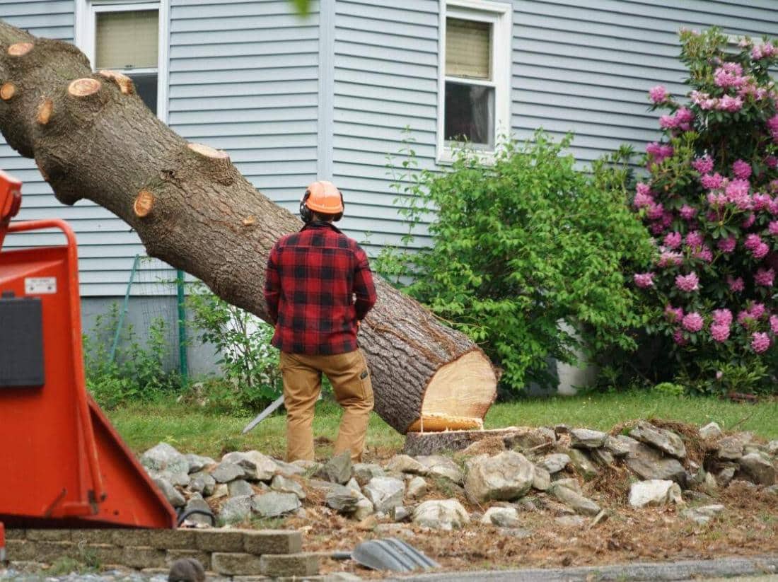 Tree removal crew cutting down a large tree in Mansfield