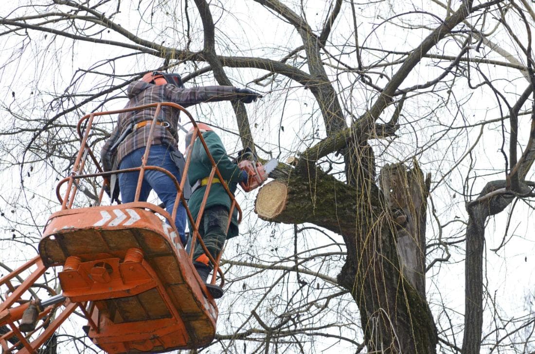 Tree removal and branch trimming services in Mansfield, MA