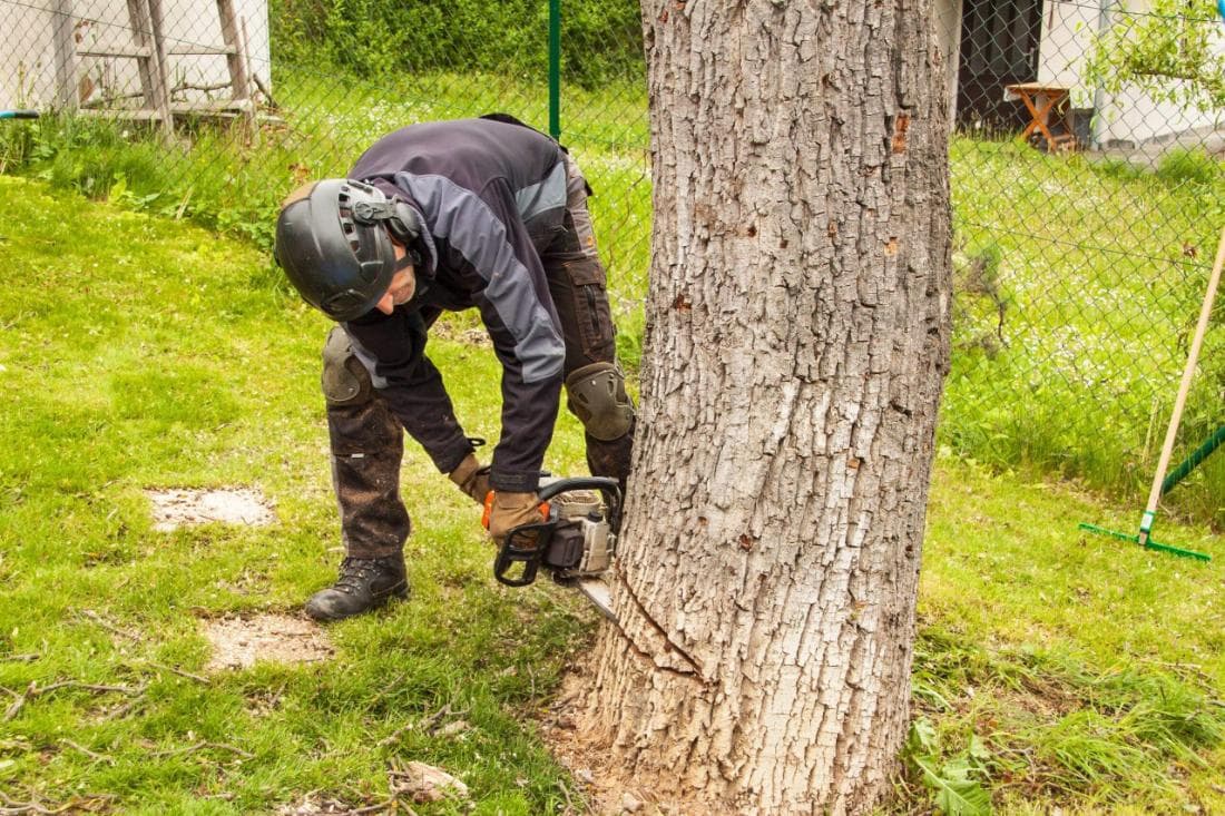 Tree removal company at work in Mansfield, MA